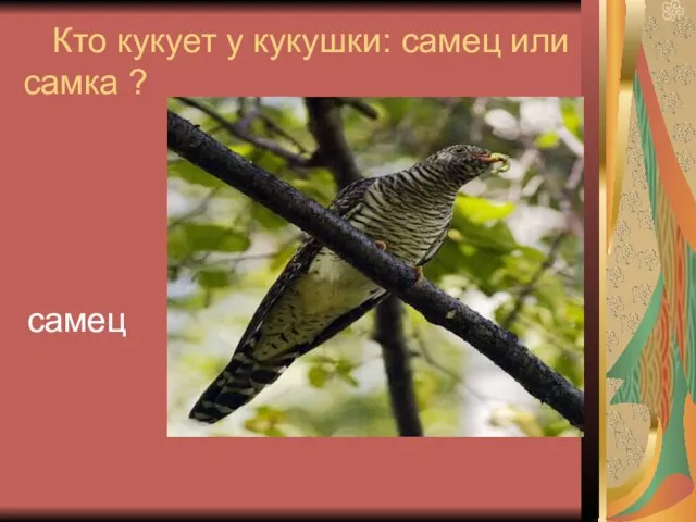 Кто кукует у кукушки: самец или самка ? самец