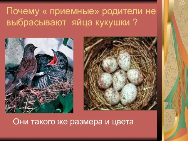 Почему « приемные» родители не выбрасывают яйца кукушки ? Они такого же размера и цвета