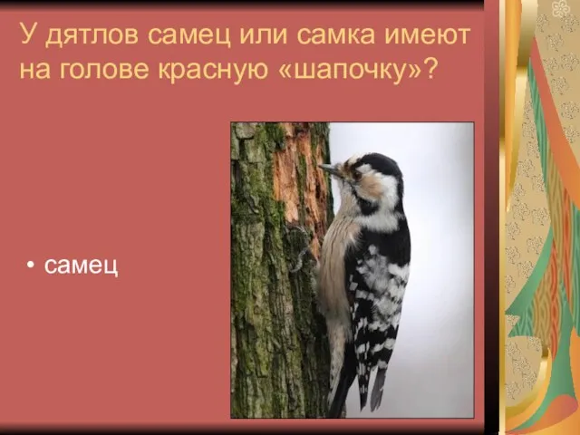 У дятлов самец или самка имеют на голове красную «шапочку»? самец