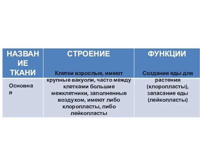 Клетки взрослые, имеют крупные вакуоли, часто между клетками большие межклетники,