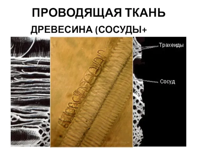 ПРОВОДЯЩАЯ ТКАНЬ ДРЕВЕСИНА (СОСУДЫ+ ТРАХЕИ)