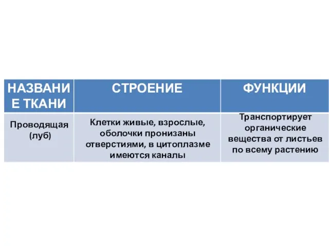 Клетки живые, взрослые, оболочки пронизаны отверстиями, в цитоплазме имеются каналы