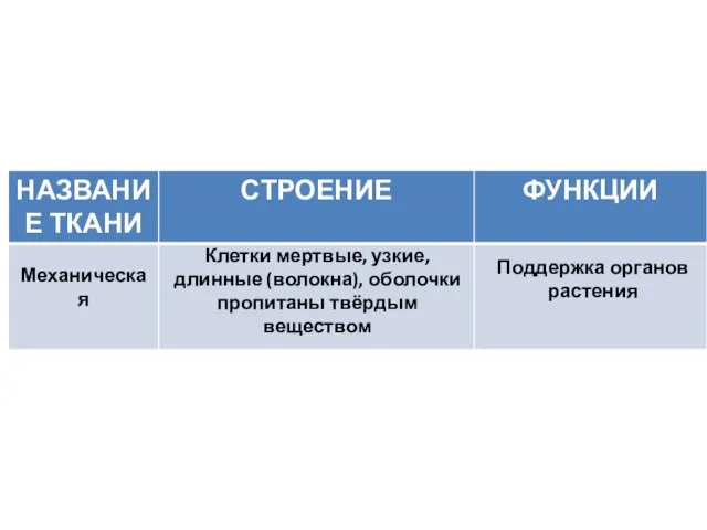 Клетки мертвые, узкие, длинные (волокна), оболочки пропитаны твёрдым веществом Механическая Поддержка органов растения