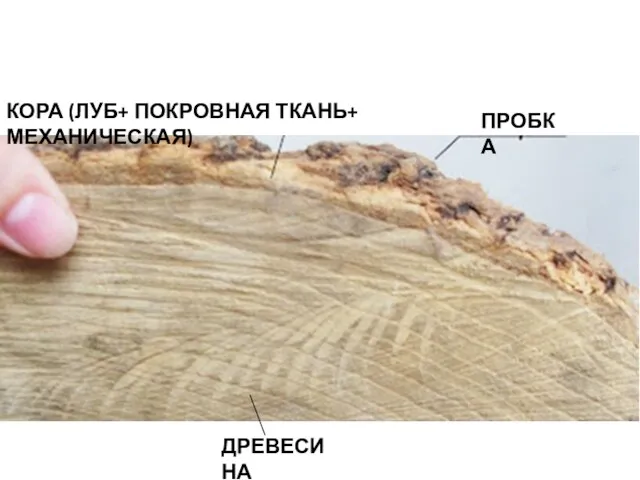 ПРОБКА КОРА (ЛУБ+ ПОКРОВНАЯ ТКАНЬ+ МЕХАНИЧЕСКАЯ) ДРЕВЕСИНА