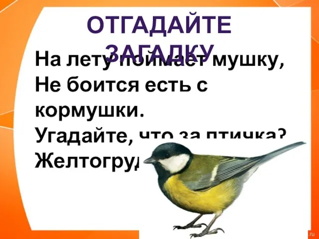 На лету поймает мушку, Не боится есть с кормушки. Угадайте, что за птичка? Желтогрудая? ОТГАДАЙТЕ ЗАГАДКУ