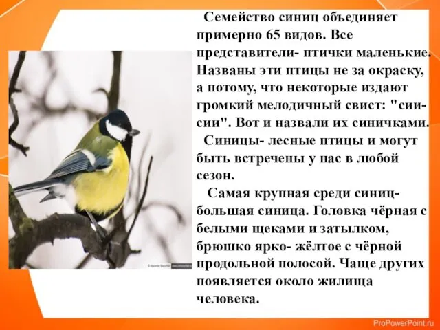 Семейство синиц объединяет примерно 65 видов. Все представители- птички маленькие.