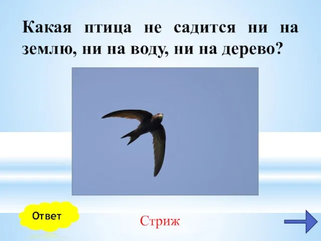Ответ Стриж Какая птица не садится ни на землю, ни на воду, ни на дерево?