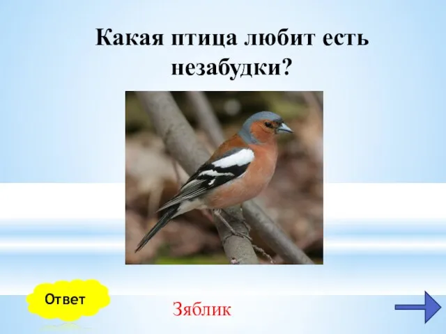 Какая птица любит есть незабудки? Зяблик Ответ