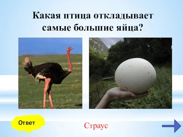 Какая птица откладывает самые большие яйца? Ответ Страус
