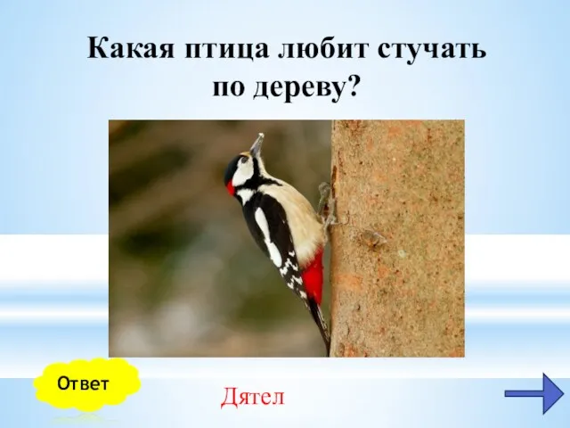 Какая птица любит стучать по дереву? Дятел Ответ