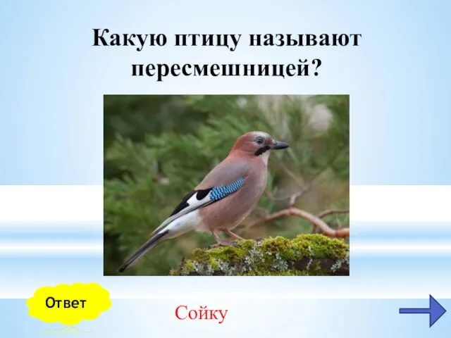 Какую птицу называют пересмешницей? Сойку Ответ