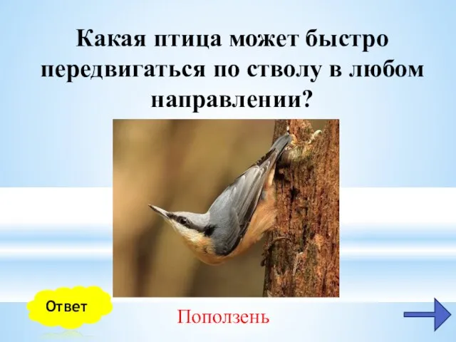 Какая птица может быстро передвигаться по стволу в любом направлении? Поползень Ответ