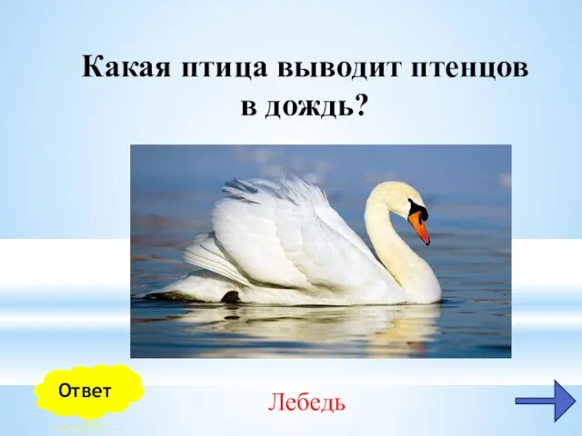 Ответ Лебедь Какая птица выводит птенцов в дождь?