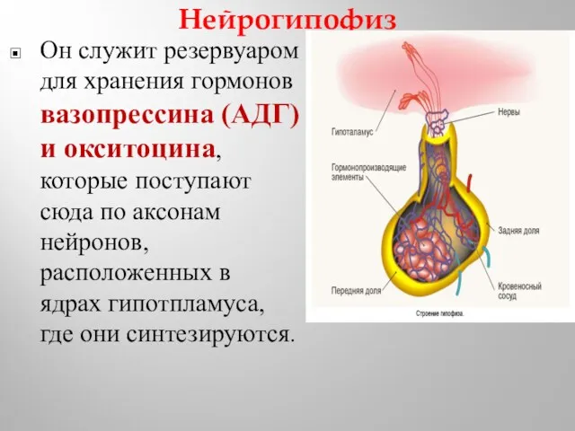 Нейрогипофиз Он служит резервуаром для хранения гормонов вазопрессина (АДГ) и