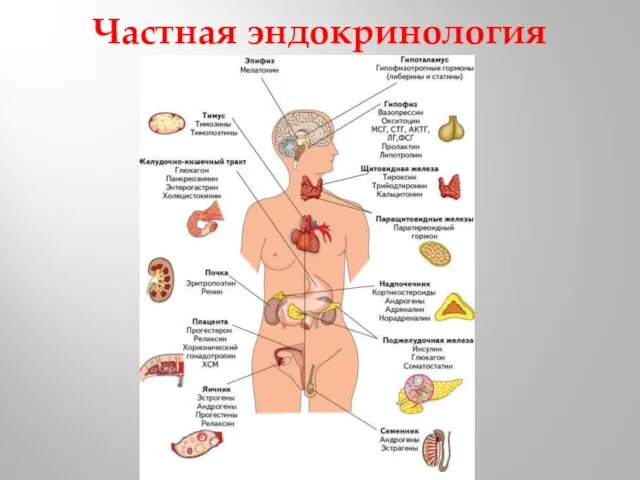 Частная эндокринология