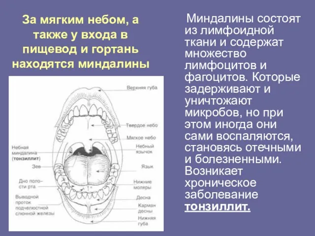 За мягким небом, а также у входа в пищевод и