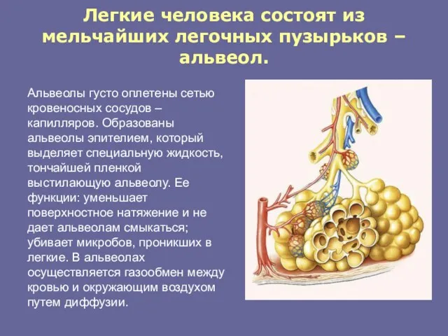 Легкие человека состоят из мельчайших легочных пузырьков – альвеол. Альвеолы