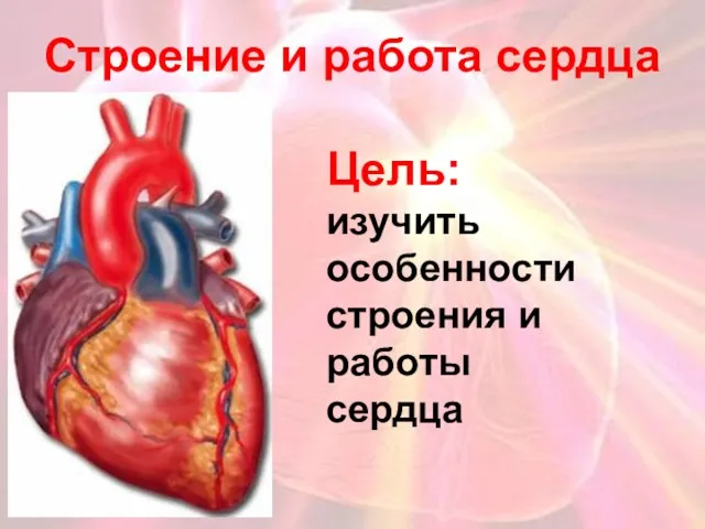 Строение и работа сердца Цель: изучить особенности строения и работы сердца