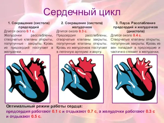 Сердечный цикл 1. Сокращение (систола) предсердий Длится около 0.1 с.