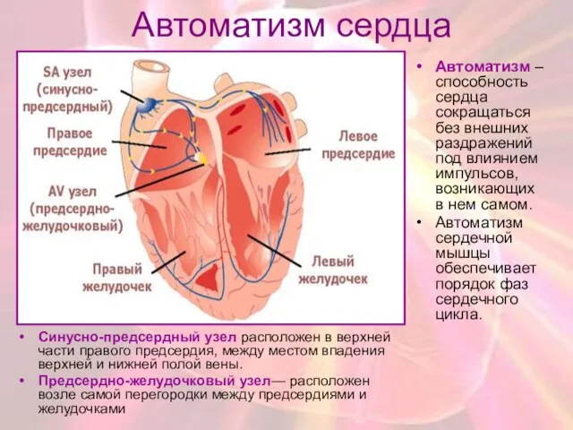 Автоматизм сердца Cинусно-предсердный узел расположен в верхней части правого предсердия,