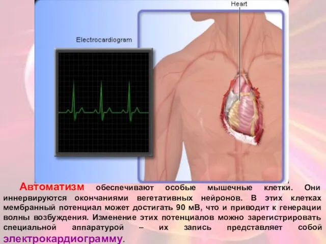 Автоматизм обеспечивают особые мышечные клетки. Они иннервируются окончаниями вегетативных нейронов.