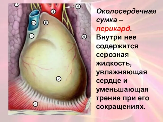 Околосердечная сумка – перикард. Внутри нее содержится серозная жидкость, увлажняющая