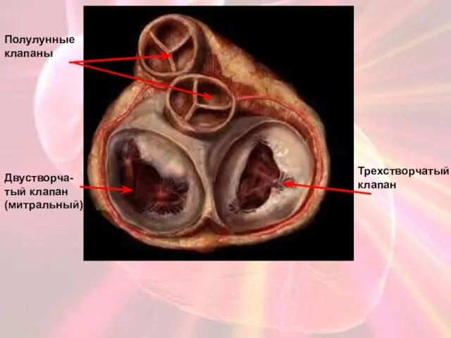 Полулунные клапаны Двустворча- тый клапан (митральный) Трехстворчатый клапан