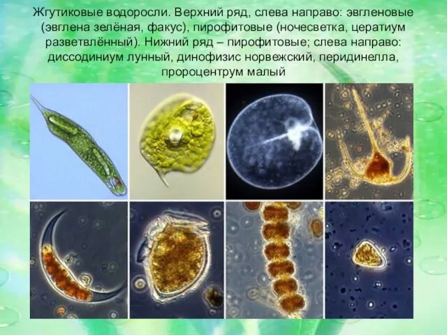 Жгутиковые водоросли. Верхний ряд, слева направо: эвгленовые (эвглена зелёная, факус),