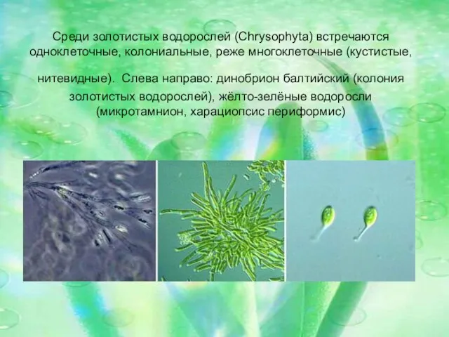 Среди золотистых водорослей (Chrysophyta) встречаются одноклеточные, колониальные, реже многоклеточные (кустистые,