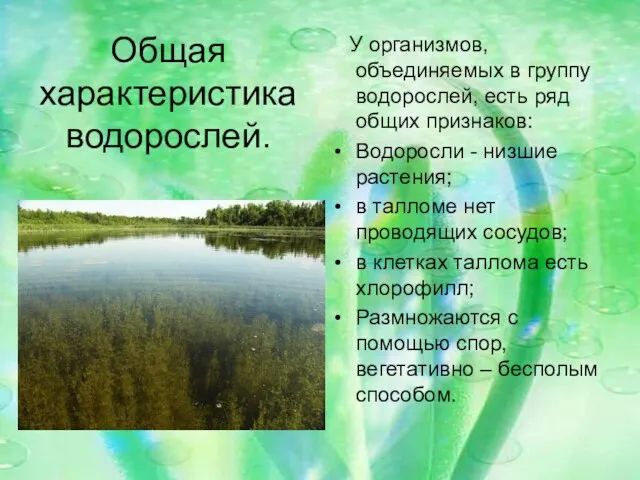 Общая характеристика водорослей. У организмов, объединяемых в группу водорослей, есть