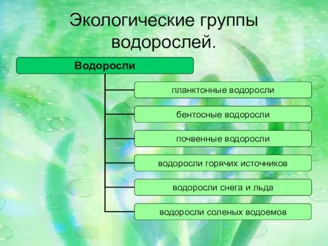 Экологические группы водорослей.