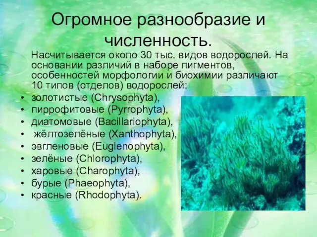 Огромное разнообразие и численность. Насчитывается около 30 тыс. видов водорослей.