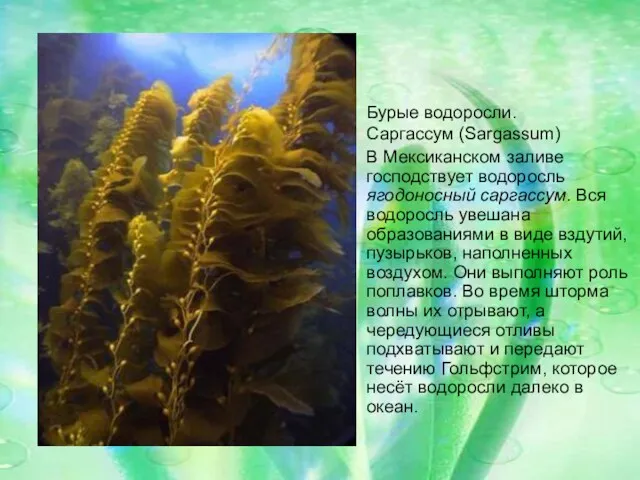 Бурые водоросли. Саргассум (Sargassum) В Мексиканском заливе господствует водоросль ягодоносный