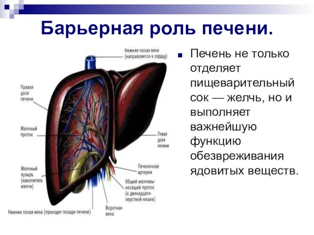 Барьерная роль печени. Печень не только отделяет пищеварительный сок —