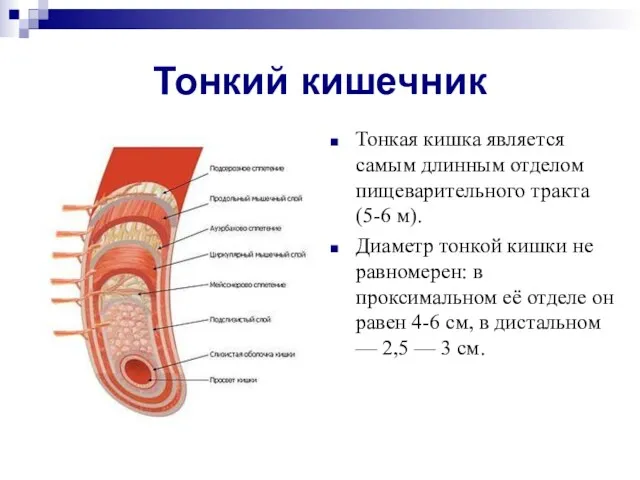 Тонкий кишечник Тонкая кишка является самым длинным отделом пищеварительного тракта