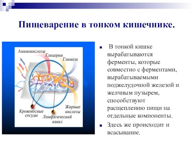 Пищеварение в тонком кишечнике. В тонкой кишке вырабатываются ферменты, которые