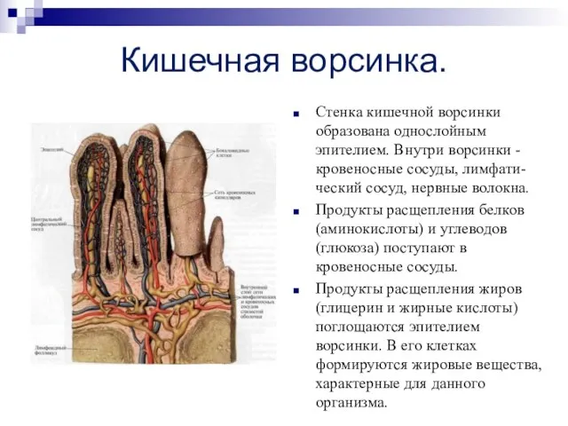 Кишечная ворсинка. Стенка кишечной ворсинки образована однослойным эпителием. Внутри ворсинки