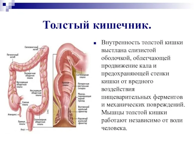 Толстый кишечник. Внутренность толстой кишки выстлана слизистой оболочкой, облегчающей продвижение