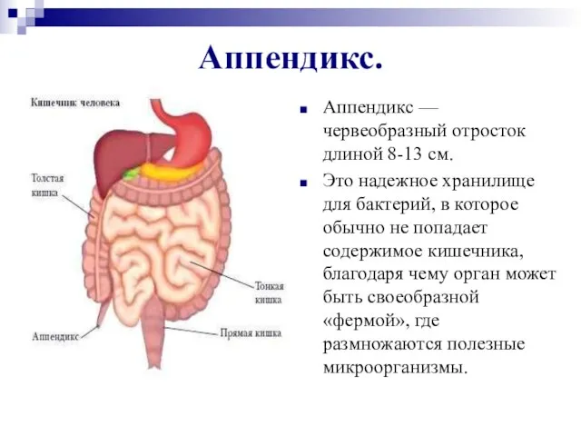 Аппендикс. Аппендикс — червеобразный отросток длиной 8-13 см. Это надежное