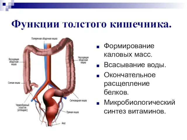 Функции толстого кишечника. Формирование каловых масс. Всасывание воды. Окончательное расщепление белков. Микробиологический синтез витаминов.