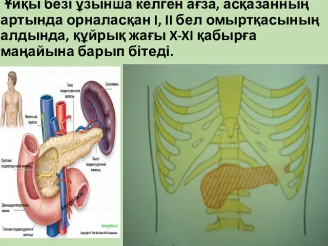 Ұйқы безі ұзынша келген ағза, асқазанның артында орналасқан I, II