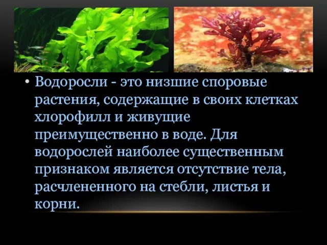 Водоросли - это низшие споровые растения, содержащие в своих клетках