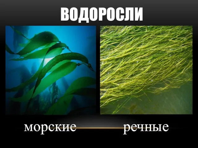 ВОДОРОСЛИ морские речные