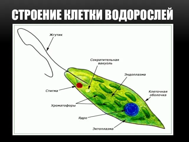 СТРОЕНИЕ КЛЕТКИ ВОДОРОСЛЕЙ