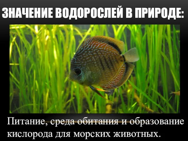 ЗНАЧЕНИЕ ВОДОРОСЛЕЙ В ПРИРОДЕ: Питание, среда обитания и образование кислорода для морских животных.