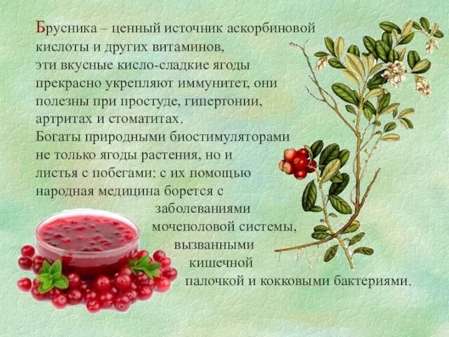Брусника – ценный источник аскорбиновой кислоты и других витаминов, эти вкусные кисло-сладкие ягоды