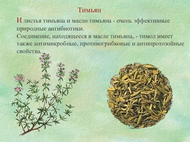 И листья тимьяна и масло тимьяна - очень эффективные природные антибиотики. Соединение, находящееся