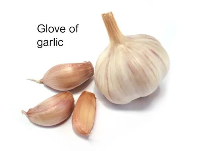 Glove of garlic
