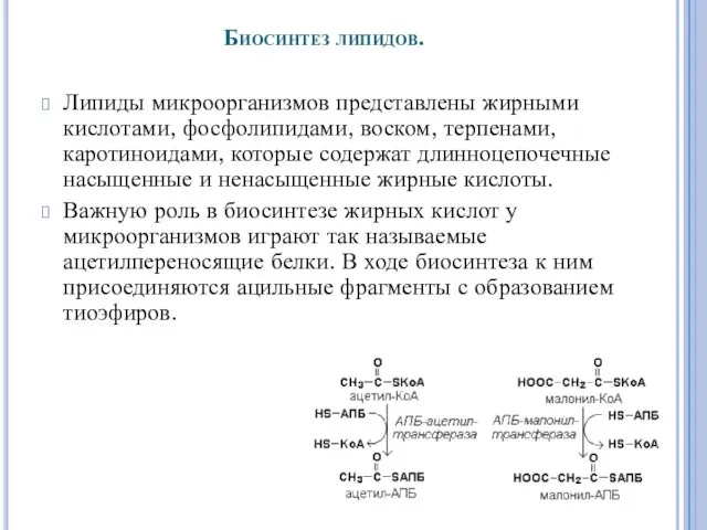 Биосинтез липидов. Липиды микроорганизмов представлены жирными кислотами, фосфолипидами, воском, терпенами,