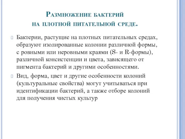 Размножение бактерий на плотной питательной среде. Бактерии, растущие на плотных